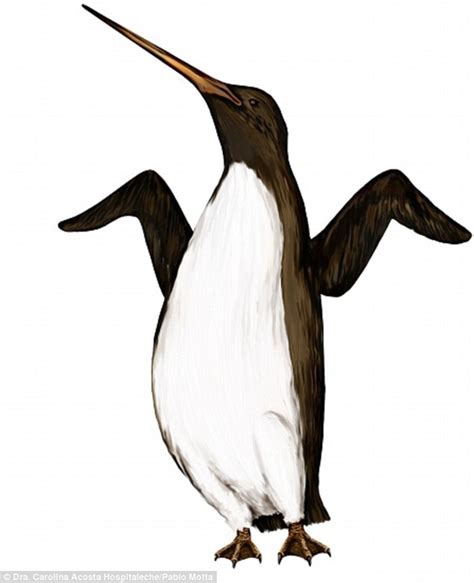 palaeeudyptes klekowskii.